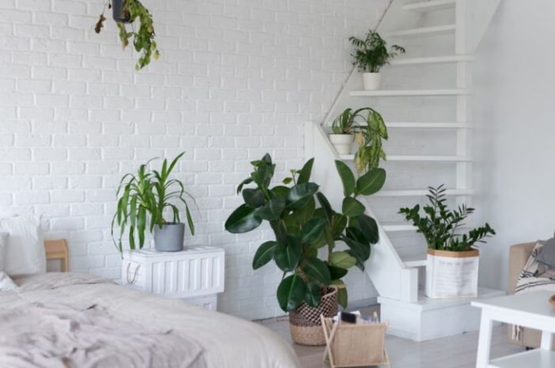 Decor phòng với cây xanh