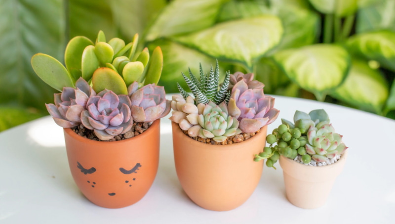 Trang trí bàn giám đốc bằng sen đá