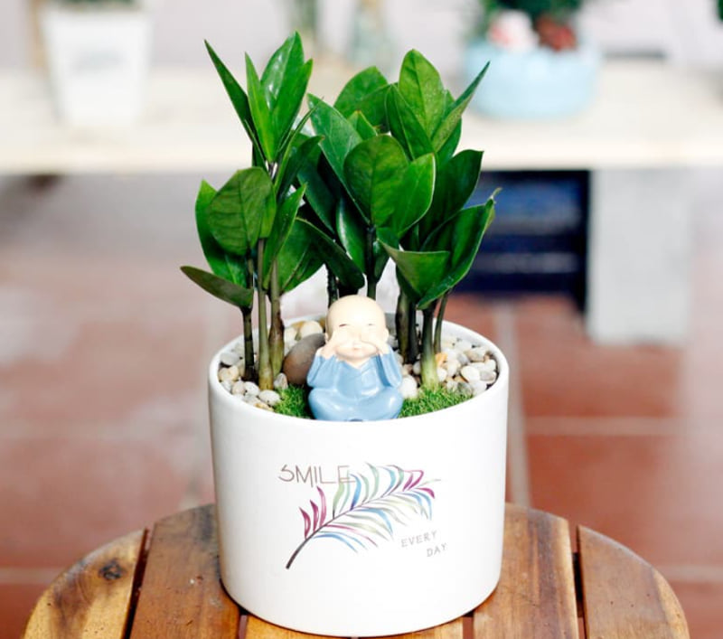 Cây cảnh để bàn làm việc cho mệnh Mộc