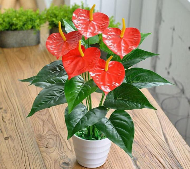 Cây phong thủy để bàn cho người mệnh Hỏa