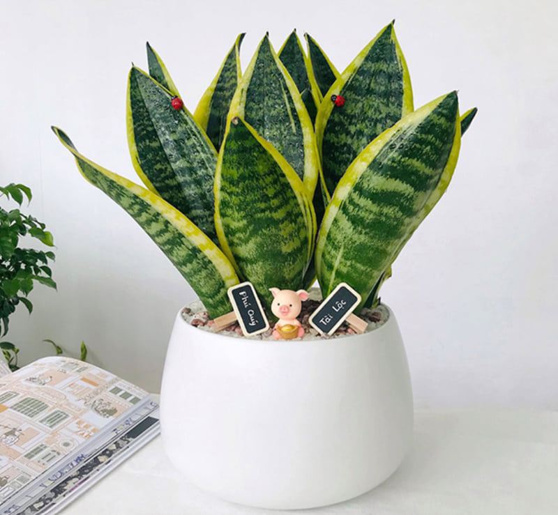 Cây phong thủy để bàn làm việc cho mệnh Thổ