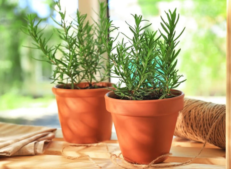 Cây xanh để bàn làm việc cho người mệnh Kim