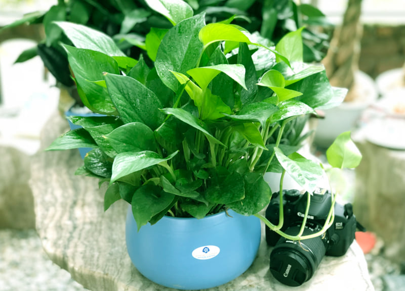 Chậu cây để bàn làm việc cho người mệnh Thủy