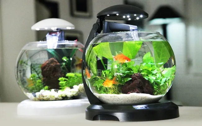 bể cá mini