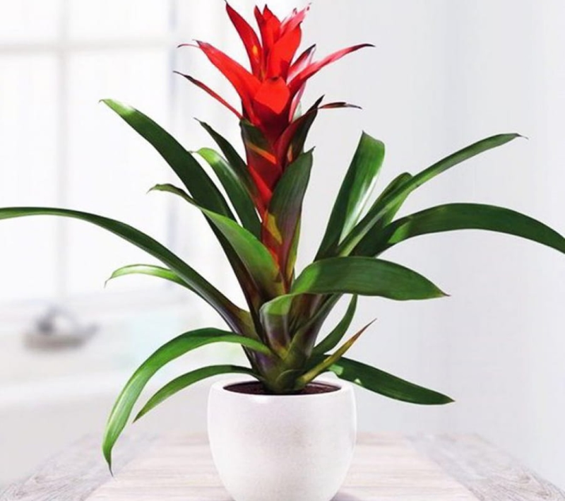 Cây Phong Lộc Hoa