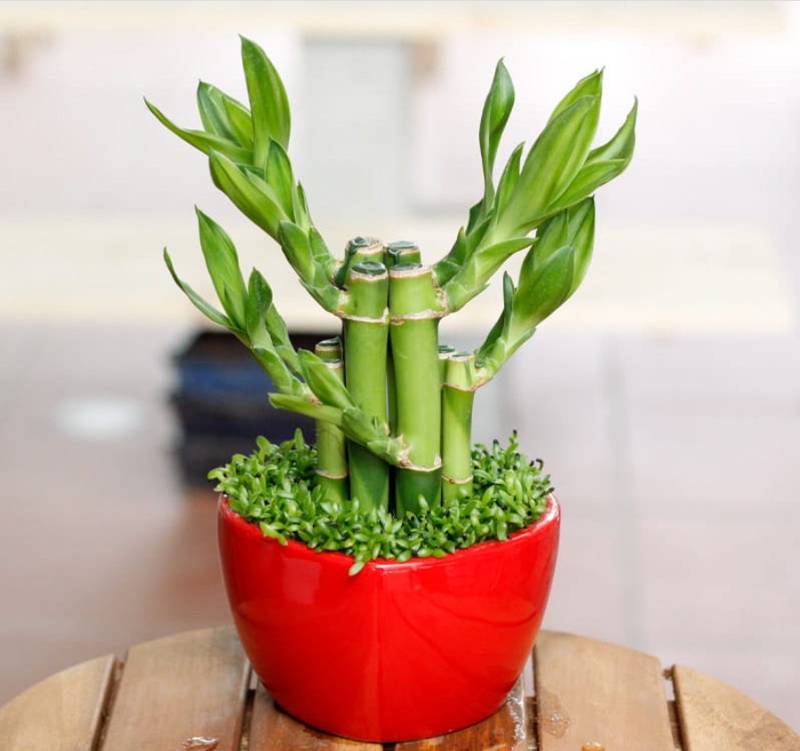 Cây trúc phú quý