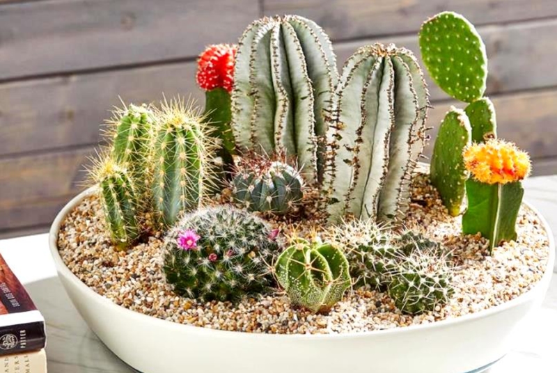 Cây xương rồng hợp với mệnh Kim