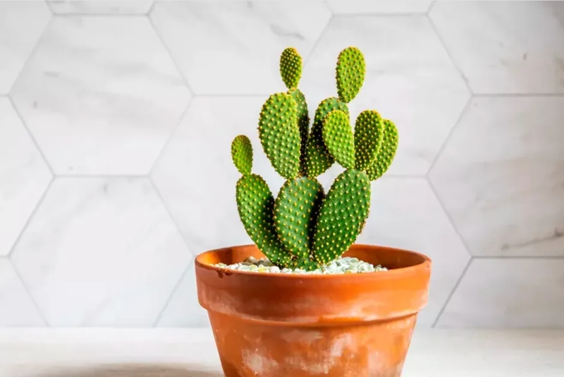 Đặc điểm của cây xương rồng