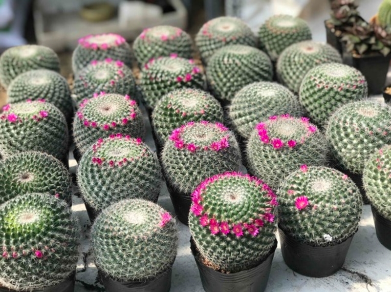 Xương rồng bánh sinh nhật