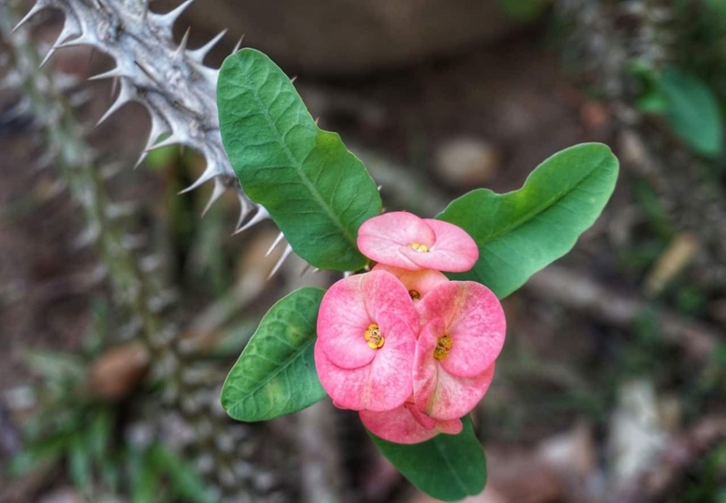 Xương rồng bát tiên