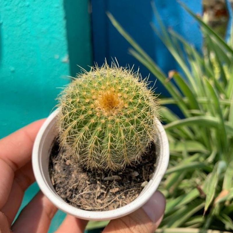 Xương rồng bóng vàng