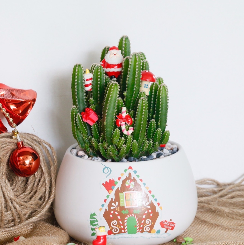 Xương rồng thanh sơn