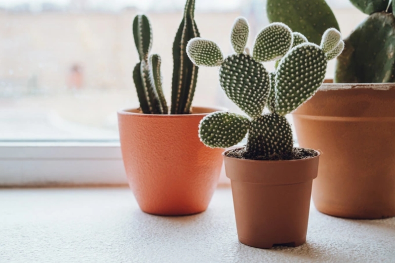 vị trí nên đặt cây xương rồng