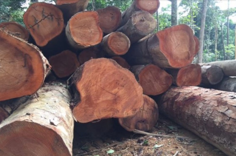 Đặc điểm sinh thái của cây Xoan Đào