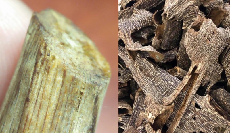 Gỗ Kỳ Nam rừng