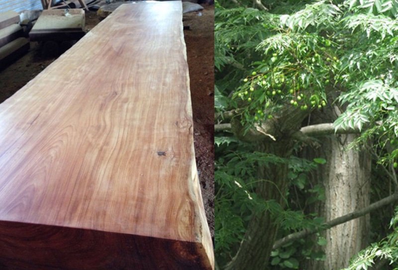 Gỗ xoan đào là gỗ gì