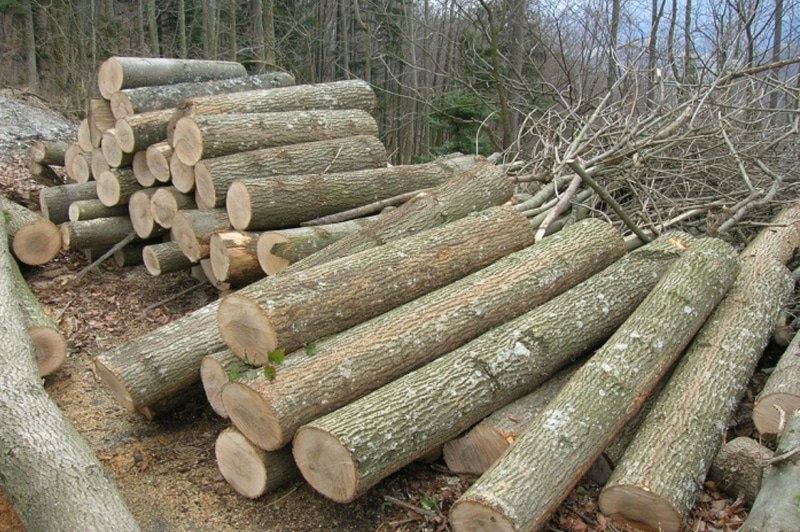 Đặc điểm của gỗ tần bì