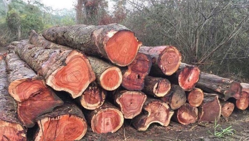 Gỗ Giáng Hương là gỗ gì