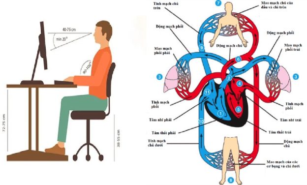 Tuần hoàn máu tốt