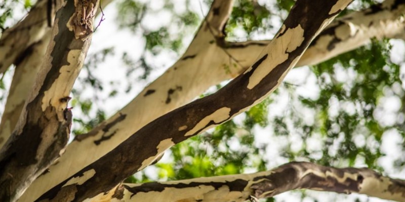 Các đặc điểm của gỗ lim