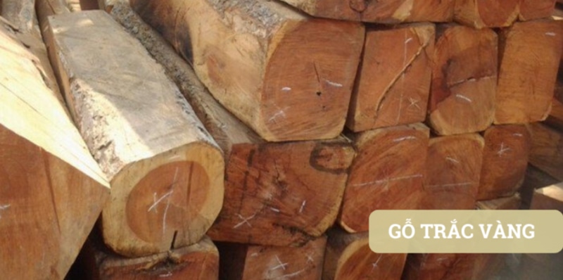 Giá trị gỗ trắc vàng