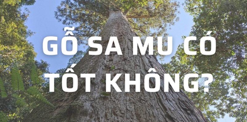 Gỗ samu có tốt không