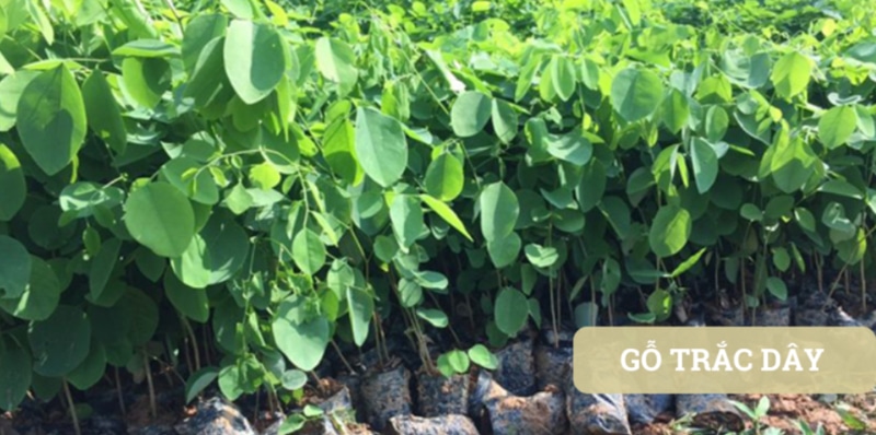 Gỗ trắc dây