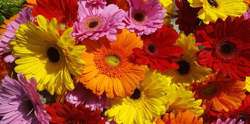 Hoa đồng tiền để bàn