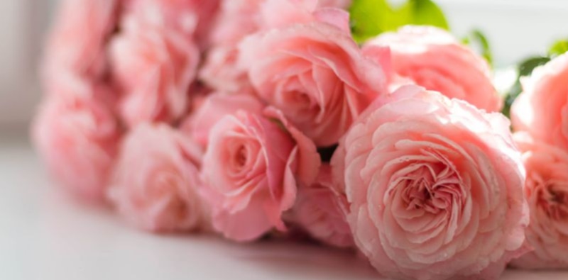 Hoa hồng để bàn hội nghị