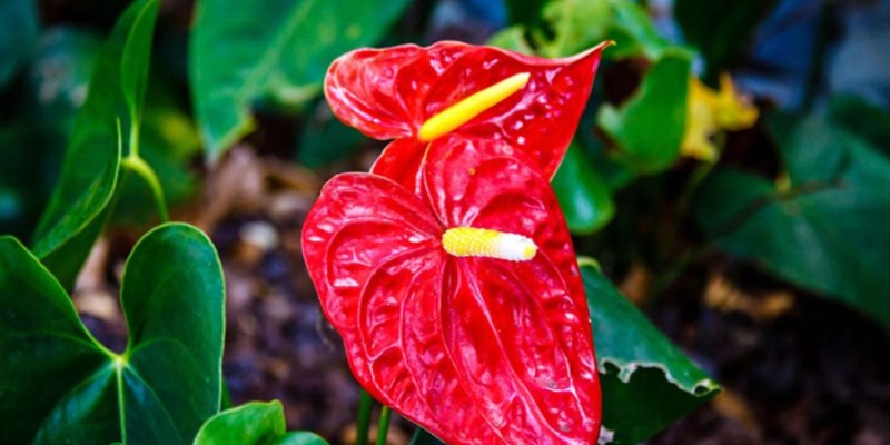 Hoa hồng môn để bàn hội nghị