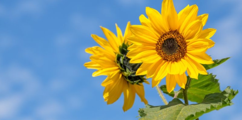 Hoa hướng dương để bàn hội nghị