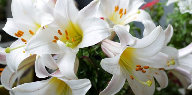 Hoa ly để bàn hội nghị