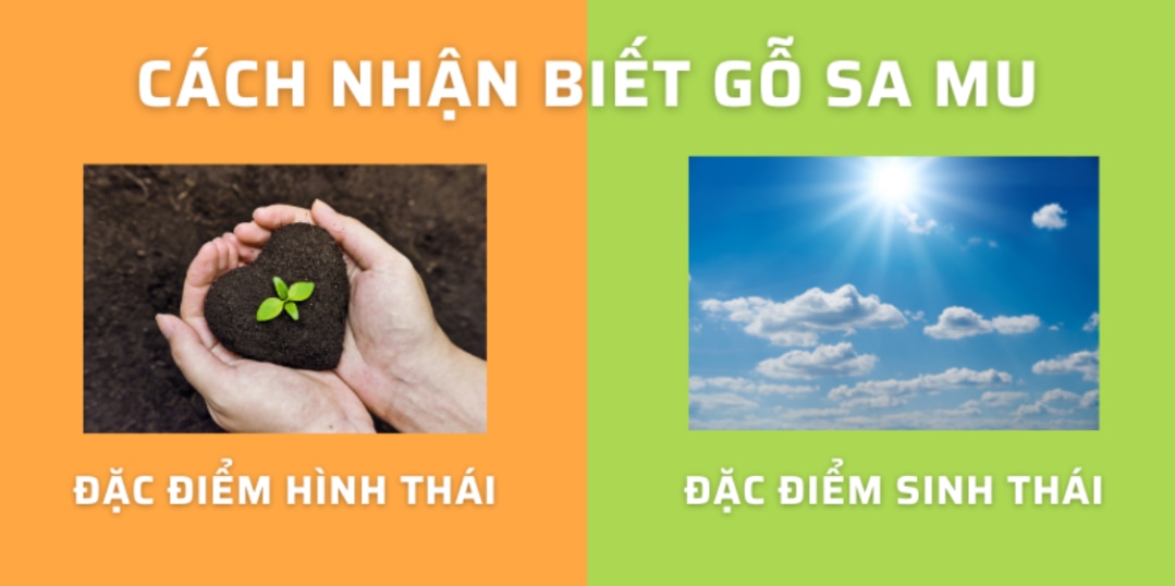 cách nhận biết gỗ samu