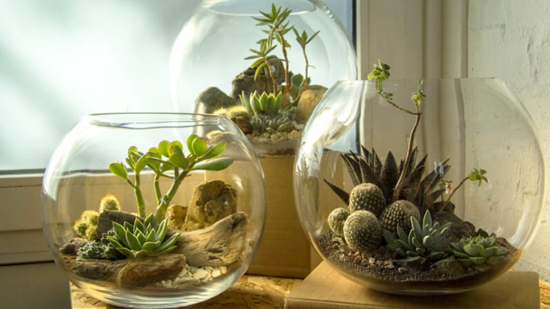 Desert Terrarium