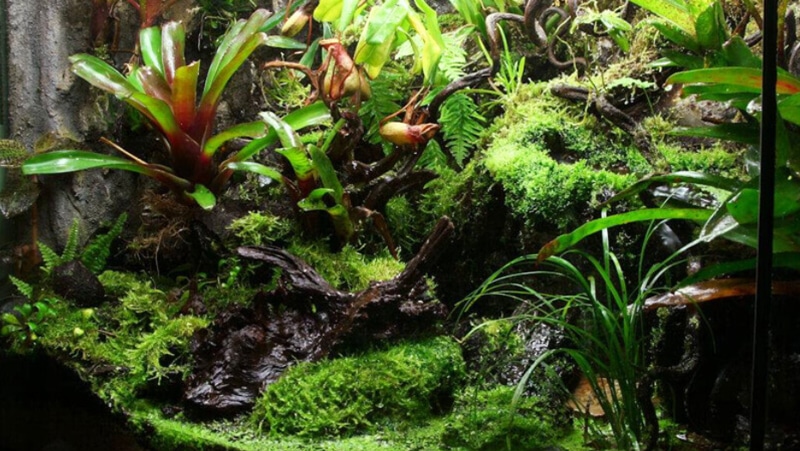 Rừng mưa nhiệt đới Terrarium