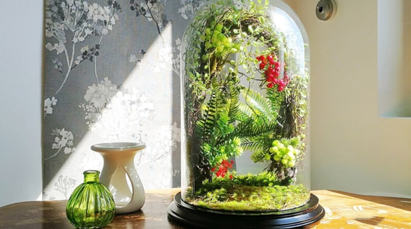 Rừng terrarium