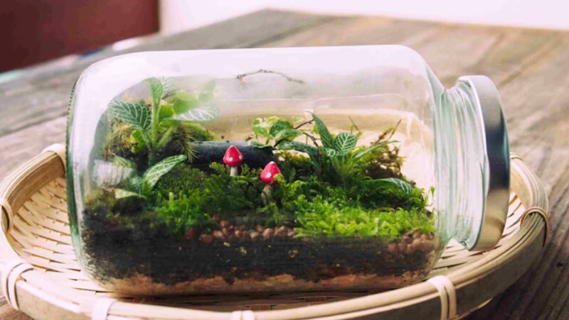Terrarium kín (Closed Terrariums)