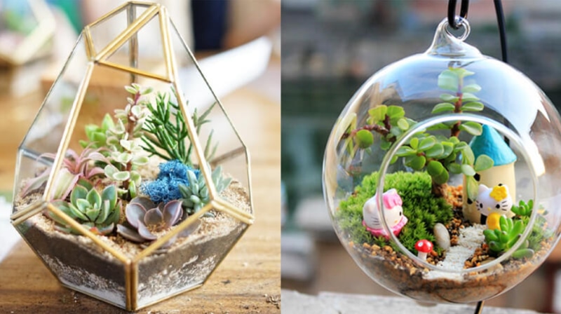 Terrarium mở (Open Terrariums)