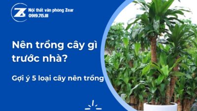 trồng cây gì trước nhà