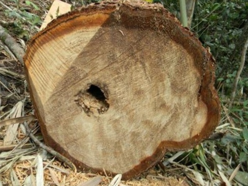 Gỗ Bời Lời