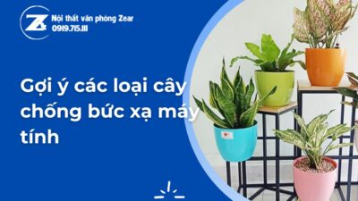 các loại cây chống bức xạ máy tính