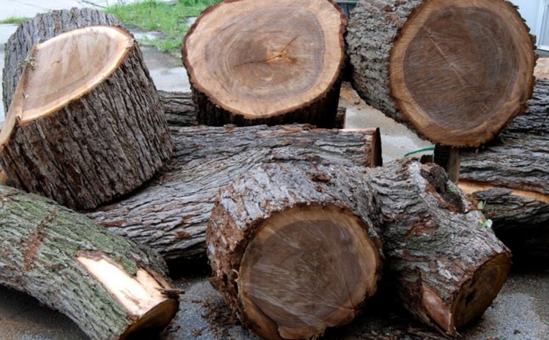 tìm hiểu về các loại gỗ nhóm 4